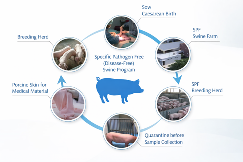 SPF porcine skin collection process for Deusaderm LIDO collagen injection in Johor Bahru (JB)